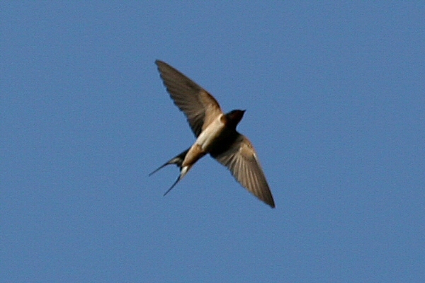 a familiar shape passed over the house the first swallow of the summer